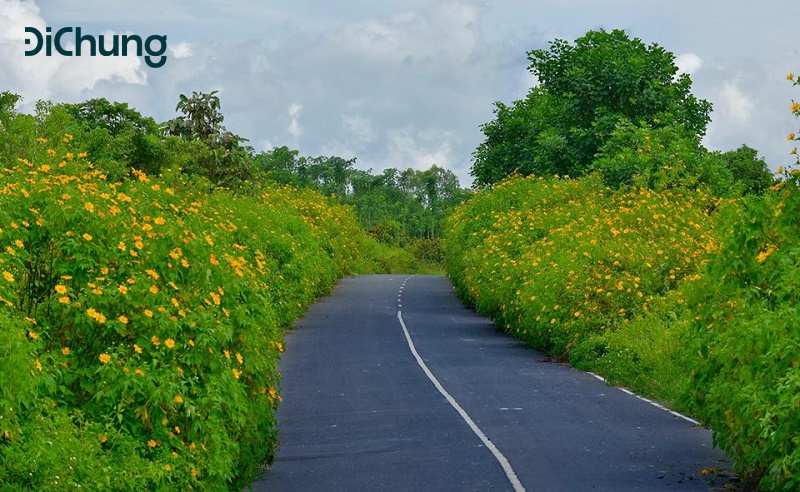 hoa dã quỳ đà lạt - 1