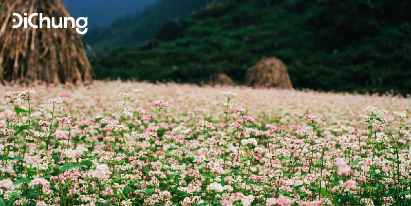 thung-lung-tam-giac-mach-ha-giang-ma-pi-leng