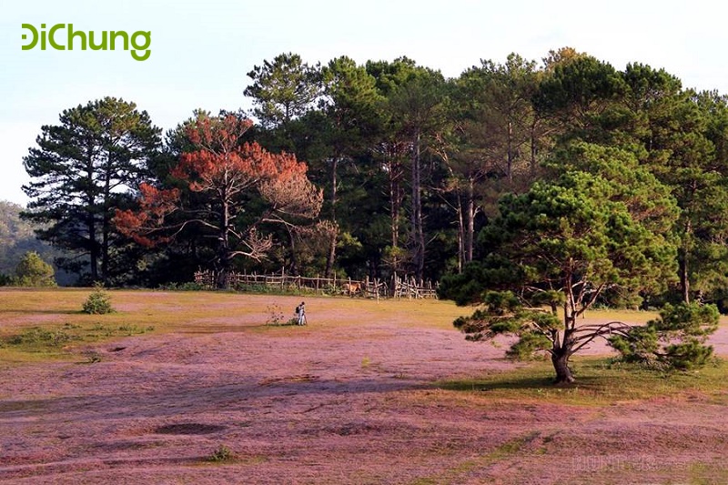 cỏ hồng đà lạt - 1