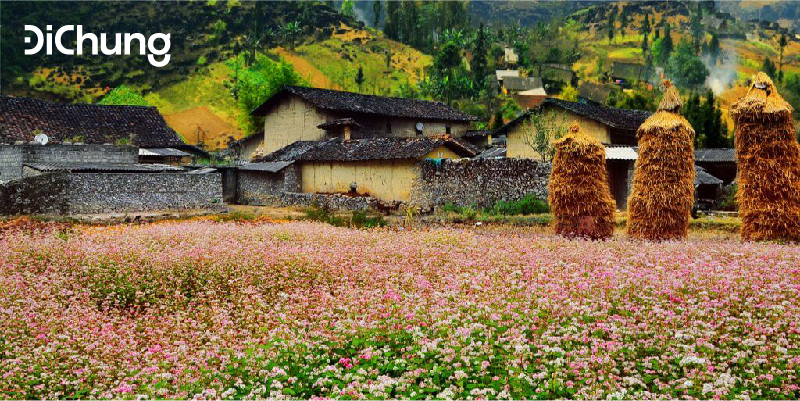 thung-lung-hoa-tam-giac-mach-ha-giang-sung-la