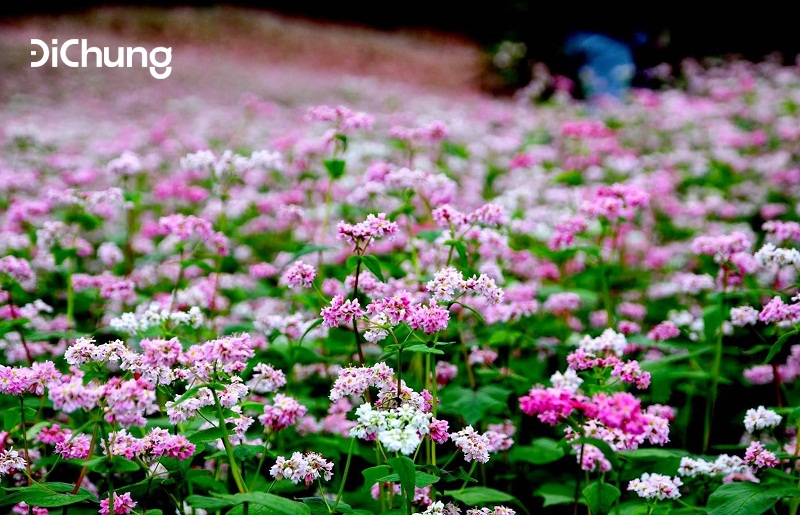 Hoa tam giác mạch Hà Giang rất đẹp
