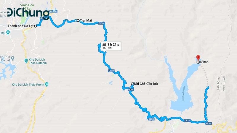 hoa dã quỳ đà lạt - 3