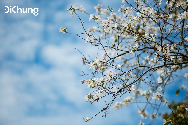 Đi Mai Châu Hòa Bình mùa nào - 2