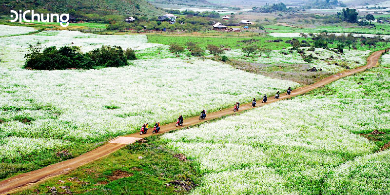 canh-dong-hoa-cai-moc-chau-o-dau